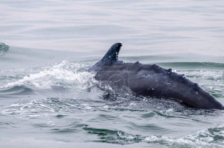 Téléchargez les photos : Nageoire dorsale d'une baleine en surface, à Walvis Bay, Namibie. - en image libre de droit