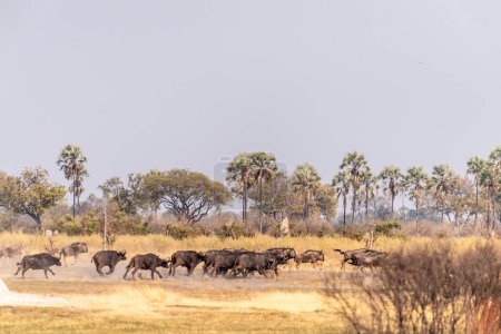 Foto de Telefoto de una manada de ñus azules - Connochaetes taurinus- atravesando el delta del Okavango, Botswana. - Imagen libre de derechos