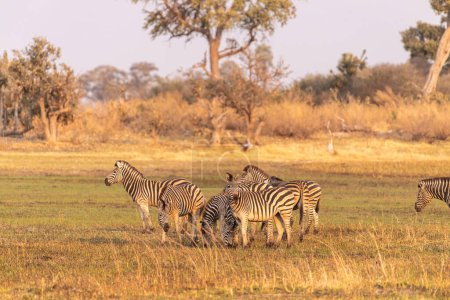 Téléchargez les photos : Telephoto shot of a large herd of Burchells Plains zebras, Equus quagga burchelli, running on the dry lands of the Okavango Delta, Botswana. - en image libre de droit
