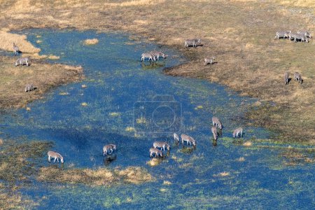 Téléchargez les photos : Aerial shot of a herd of Zebras grazing in the Okavango delta wetlands in Botswana. - en image libre de droit