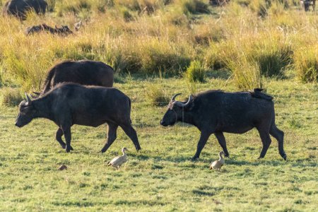Téléchargez les photos : Téléphoto d'un troupeau de Cape Buffalo - Syncerus caffer- broutant le long des rives de la rivière Chobe au Botswana - en image libre de droit