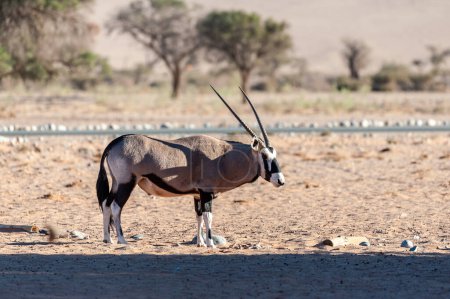 Photo for One Oryx -Oryx gazella- grazing near Sesriem, in the Namibian sossusvlei. - Royalty Free Image