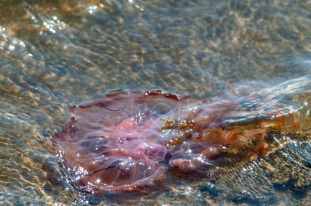 Photo for Closeup of a Jellyfish along the shores of Walvis Bay, Namibia. - Royalty Free Image