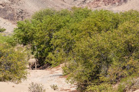 Encounter with a Desert Elphant in Northern Namibia.