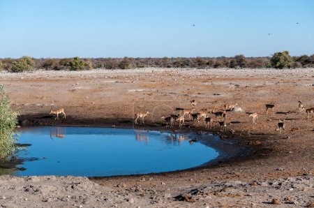 Foto de Un grupo de Impalas-Aepyceros melampus- bebiendo de un pozo de agua en el Parque Nacional Etosha, Namibia
. - Imagen libre de derechos