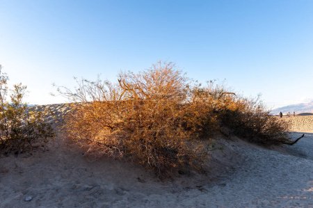Photo for Sunset near the flat sand dunes in Death Valley National Park, California. - Royalty Free Image