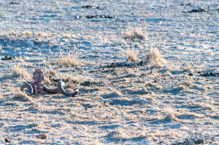 Téléchargez les photos : Une corne de cadavre posée sur les plaines du parc national d'Etosha, Namibie. - en image libre de droit
