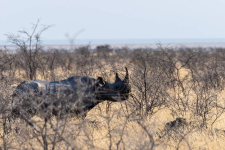 Téléchargez les photos : Un rhinocéros noir - Diceros bicornis- qui mange des broussailles dans les plaines du parc national d'Etosha, en Namibie, au coucher du soleil
. - en image libre de droit