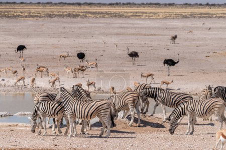 Foto de Telefoto de una manada de cebras de las llanuras de Burchells Equus quagga burchelli- de pie inquieto y bebiendo de un pozo de agua en el Parque Nacional Etosha, Namibia. - Imagen libre de derechos