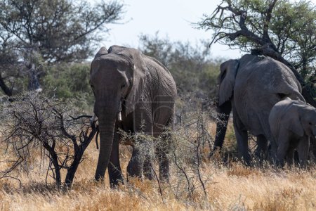 Photo for A herd of African Elephants -Loxodonta Africana- grazing on the plains of Etosha National Park, Namibia. - Royalty Free Image