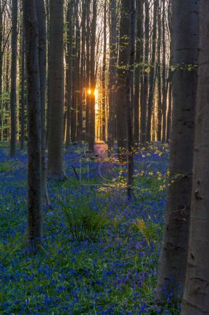 Foto de El sol naciente que ilumina un macizo de flores de campanas azules en el Hallerbos, en una mañana temprana de la primavera
. - Imagen libre de derechos