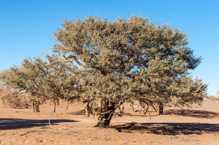 Téléchargez les photos : Landscape shot of the sand dunes and scattered trees near Sossusvlei, Namibia - en image libre de droit
