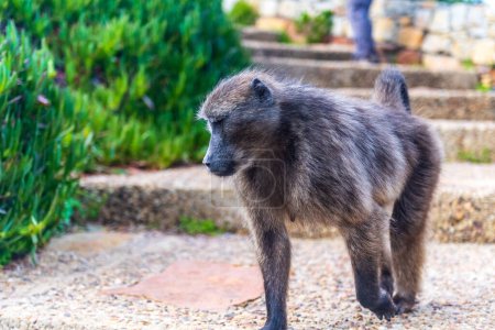 Foto de Un babuino, papio ursinus, caminando por las escaleras de Cape Point, cerca de Cape of good hope, en Sudáfrica. - Imagen libre de derechos