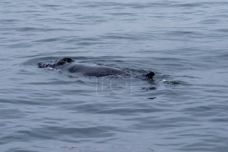 Téléchargez les photos : Trou de soufflage et nageoire dorsale d'une baleine en surface, à Walvis Bay, Namibie. - en image libre de droit