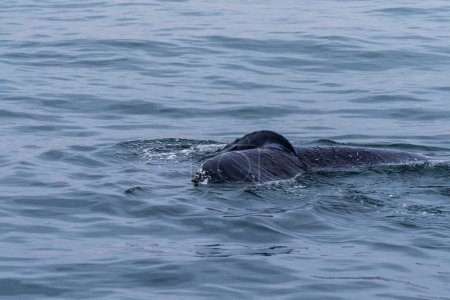 Téléchargez les photos : Blowhole and dosal fin of a surfacing whale, in Walvis Bay, Namibie. - en image libre de droit