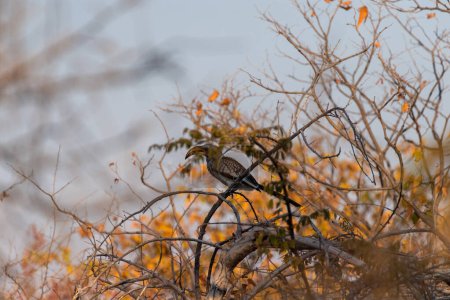 Foto de A Southern yellow-billed hornbill -Tockus leucomelas- sitting on a branch of a tree - Imagen libre de derechos
