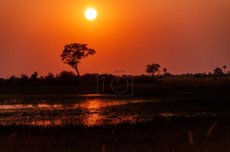 Foto de Vista panorámica de un hermoso atardecer en el delta del Okavango. - Imagen libre de derechos