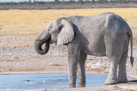 Foto de Telefoto de un elefante africano gigante Loxodonta Africana- bebiendo de un pozo de agua en el Parque Nacional Etosha, Namibia. - Imagen libre de derechos