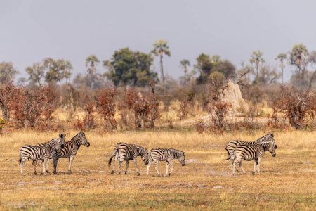 Foto de Telefoto filmado de una gran manada de cebras de las llanuras de Burchells, Equus quagga burchelli, corriendo en las tierras secas del delta del Okavango, Botswana. - Imagen libre de derechos
