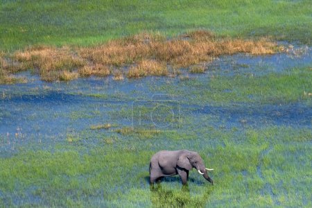 Foto de Foto aérea de un elefante africano, Loxodonta Africana, pastando en el delta del Okavango, Botswana. - Imagen libre de derechos