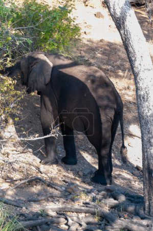Foto de Primer plano de un elefante africano gigante Loxodonta Africana- pastando a orillas del río Chobe, Botswana - Imagen libre de derechos