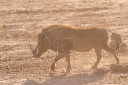 Foto de Closeup of a Common Warthog, Phacochoerus africanus, roaming around Chobe National Park, Botswana. - Imagen libre de derechos