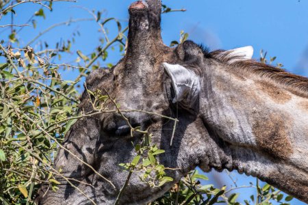 Foto de Closeup of an Angolan Giraffe - Giraffa giraffa angolensis- head while its eating leaves from a bush, in Chobe national park, Botswana. - Imagen libre de derechos