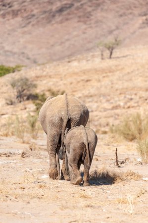 Foto de Primer plano de dos elefantes del desierto africano - Loxodonta Africana- vagando por el desierto en el noroeste de Namibia. - Imagen libre de derechos