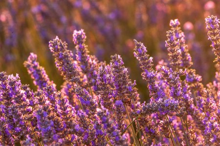 Téléchargez les photos : Detail of a lavender field in the Southern French Provence, on a sunny summer afternoon. - en image libre de droit