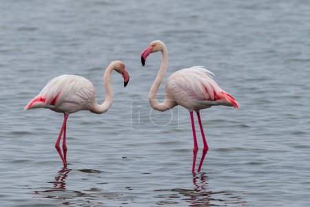 Photo for Greater Flamingos - Phoenicopterus roseus- along the shores of Walvis Bay, Namibia. - Royalty Free Image
