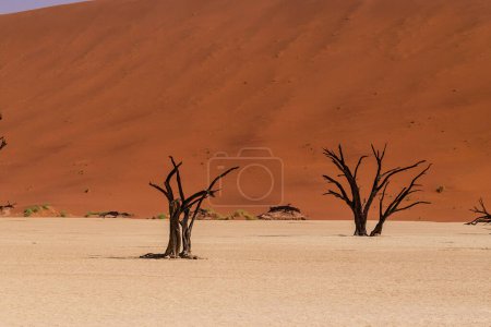Téléchargez les photos : Aperçu des arbres morts pétrifiés dans la région de Deadvlei en Namibie - en image libre de droit