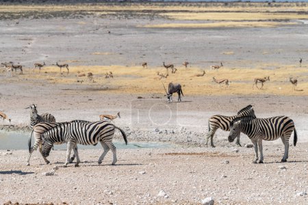 Téléchargez les photos : Téléobjectif d'un troupeau de zèbres des plaines de Burchells Equus quagga burchelli- mal à l'aise debout et buvant dans un trou d'eau du parc national d'Etosha, Namibie. - en image libre de droit