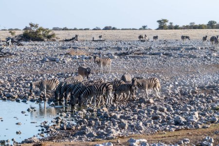 Foto de Un grupo de Burchells Plains zebra Equus quagga burchelli- bebiendo de un abrevadero en las llanuras del Parque Nacional Etosha, Namibia. - Imagen libre de derechos