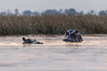 Photo for Low perspective shot of a partially submerged hippotamus, Hippopotamus amphibius, floating in the Okavango delta during golden hour. - Royalty Free Image