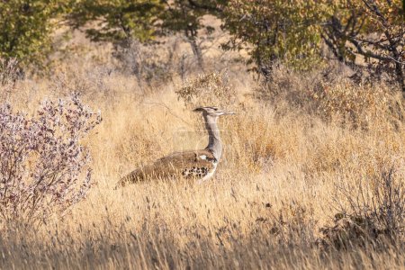 Photo for The Kori Bustard -Ardeotis kori- is considered to be the largest flying bird of Africa. Here it is seen walking on the plains of Etosha National Park, Namibia. - Royalty Free Image