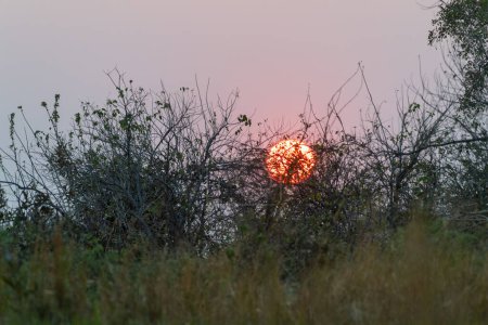 Foto de Un impresionante paisaje del Delta del Okavango, alrededor del atardecer - Imagen libre de derechos