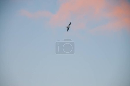 Foto de Primer plano de un pájaro que vuela en la ruta ártica durante el recorrido dorado. - Imagen libre de derechos