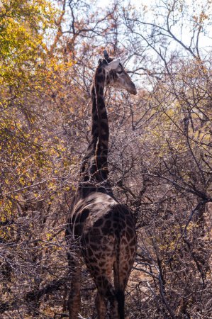 Foto de Primer plano del cuello de una jirafa angoleña - jirafa angolensis- en el Parque Nacional Etosha en Namibia. - Imagen libre de derechos