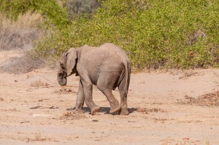 Foto de Impresión de un elefante africano del desierto - Loxodonta Africana- vagando por el desierto en el noroeste de Namibia. - Imagen libre de derechos