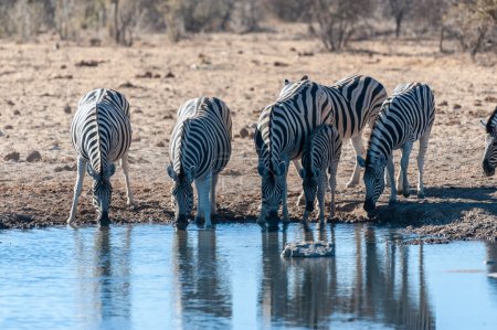 Foto de Un grupo de Burchells Plains zebra Equus quagga burchelli- bebiendo de un abrevadero en el Parque Nacional Etosha, Namibia
. - Imagen libre de derechos