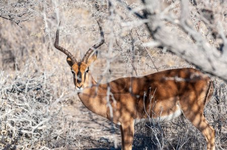 Photo for Detail of an Impala - Aepyceros melampus- emerging from the bushes of Etosha National Park, Namibia. - Royalty Free Image
