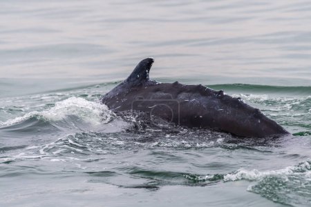 Foto de Primer plano de la aleta dorsal de una ballena particalmente emergente, en Walvis Bay, Namibia. - Imagen libre de derechos