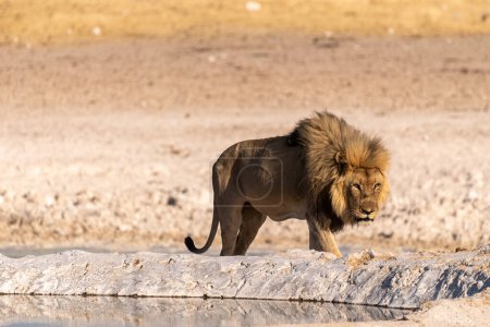 Foto de Primer plano de un león macho Panthera leo- caminando cerca de un pozo de agua en el Parque Nacional Etosha, Namibia. - Imagen libre de derechos