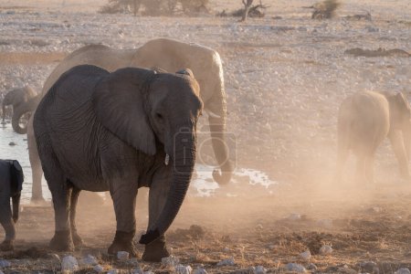 Téléchargez les photos : Telephoto shot of a herd of African Elephant -Loxodonta Africana- taking a bath in a waterhole in Etosha national Park. - en image libre de droit