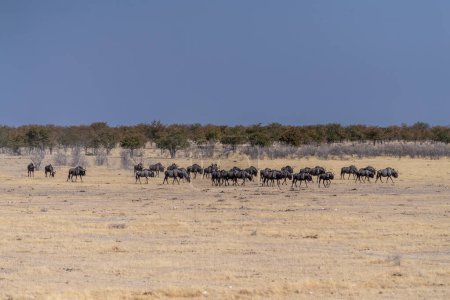 Foto de Telefoto de una manada de ñus azules - Connochaetes taurinus- trekking a través de las llanuras del Parque Nacional Etosha, Namibia. - Imagen libre de derechos
