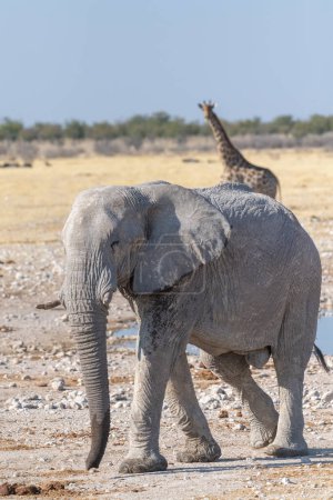 Foto de Telefoto de un elefante africano gigante - Loxodonta Africana - una jirafa angoleña - caminando cerca de un pozo de agua en el Parque Nacional de Etosha, Namibia. - Imagen libre de derechos