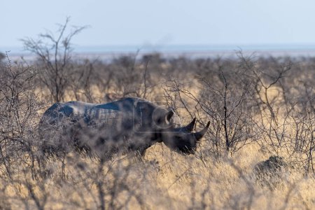 Foto de Un rinoceronte negro - Diceros bicornis- comiendo matorrales en las llanuras del parque nacional de Etosha, Namibia, durante la puesta del sol
. - Imagen libre de derechos