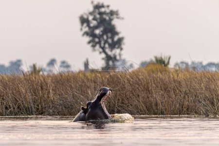 Foto de Telefoto disparo de la cabeza de un hipopótamo parcialmente sumergido, Hippopotamus amphibius, siendo inquieto en el delta del Okavango, Botswana. - Imagen libre de derechos