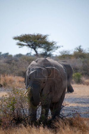 Photo for Closeup of an adult African Desert Elephant - Loxodonta Africana- grazing on the plains of Etosha National Park, Namibia. - Royalty Free Image