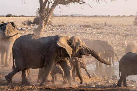 Téléchargez les photos : Un troupeau d'éléphants prenant un bain pendant une heure d'or dans un trou d'eau dans le parc national d'Etosha, en Namibie. - en image libre de droit